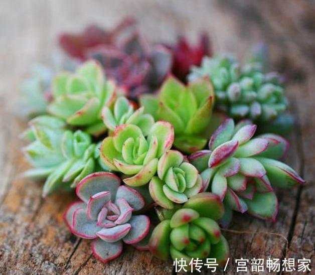 黄金秋季，养多肉可以大干一场，教你繁殖小窍门，一盆变百盆
