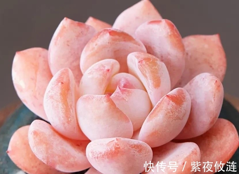 姬胧月|9种口碑非常好的多肉,易养护,出状态又仙又美