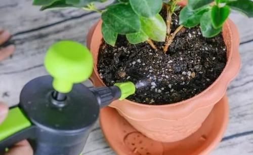 养花不能光从“选土”方面防范积水烂根，还得在浇水上下功夫