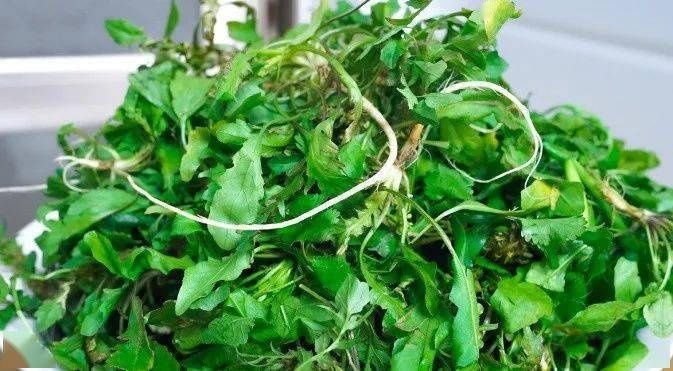  过年饺子不能少！教你调万能的饺子馅，全家老小都说香~