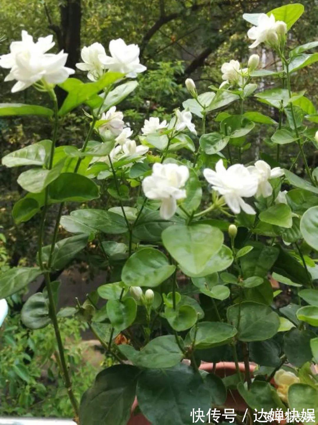 开花|20种花，春天打开小机关，开花提早半个月！