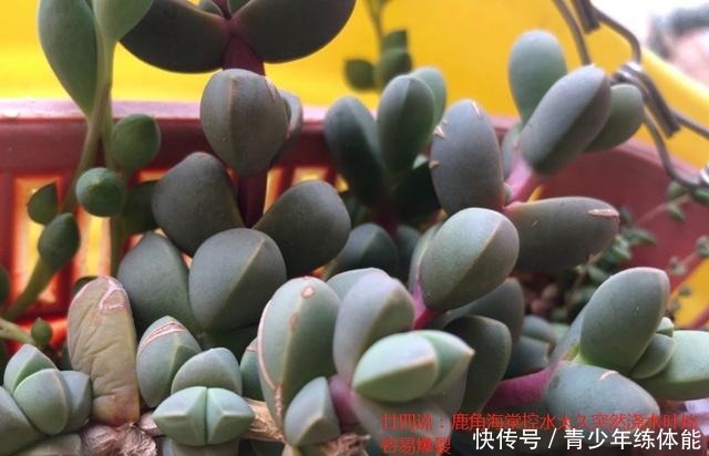 鹿角海棠这样养，爆盆长成“老桩树”，不皱不裂，状态迷人还开花！