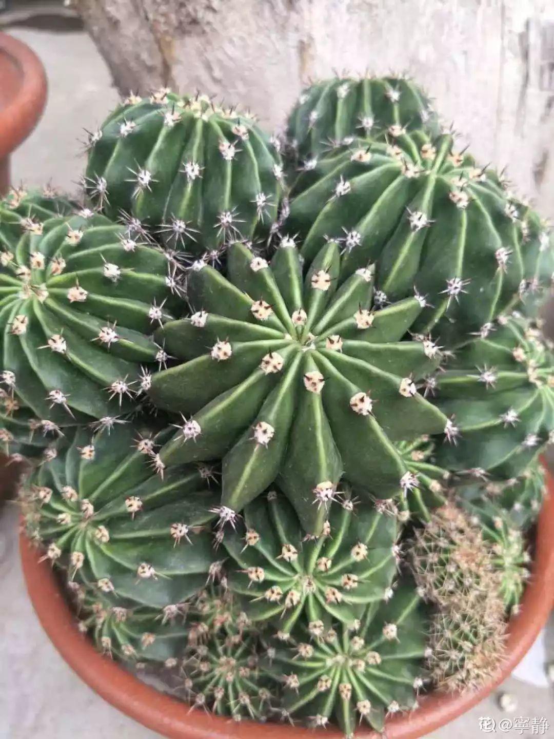 10种耐旱花，2个月不浇水，叶子反而绿油油！
