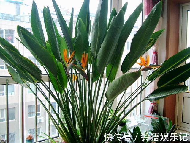 8种“坑人花”,过年谨慎入,没有“高技术”,养一盆枯一盆