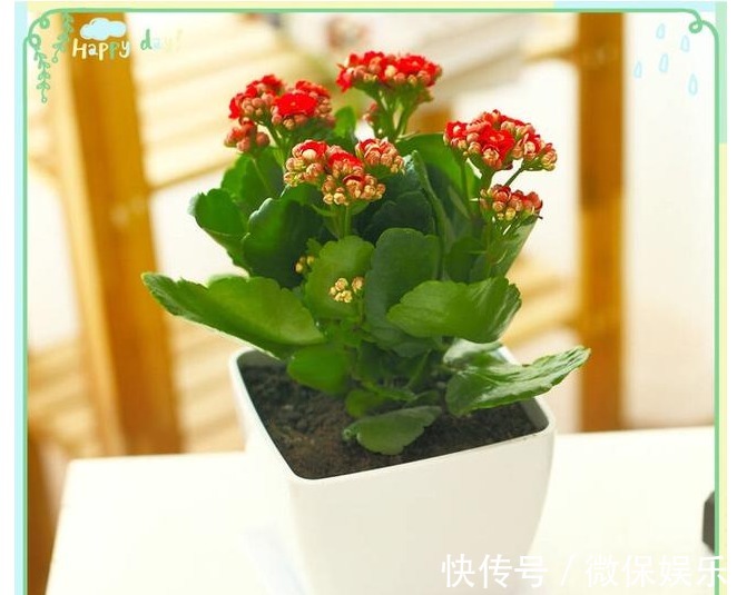 长寿花不会养没关系，记住以下几个数字，让你轻松养爆盆