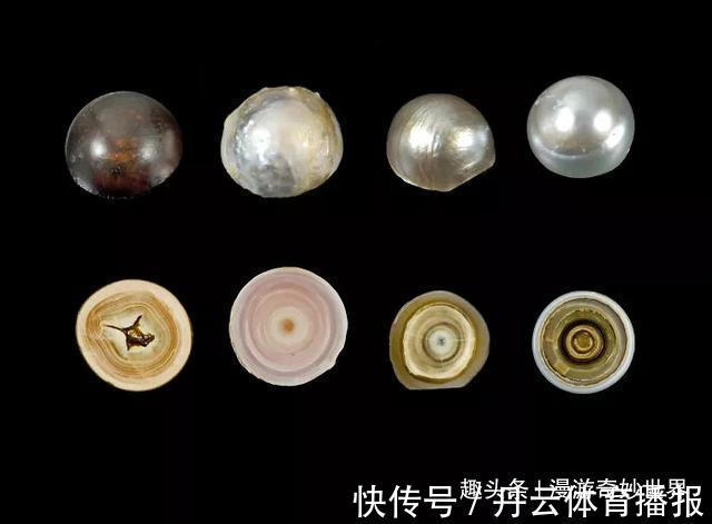 鹦鹉螺&这些东西内部长啥样?25张照片揭示日常事物看不见的一面!