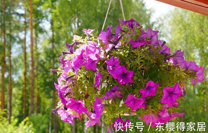 嗖嗖|家庭养矮牵牛,抓住这3要点,植株不徒长,嗖嗖开爆盆a