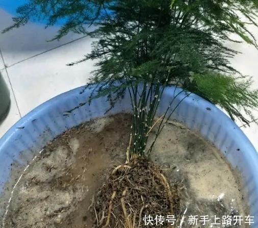 8种花换盆,换好了生一堆,换错立马死!8种花换盆,换好了生一堆,换错立马死!
