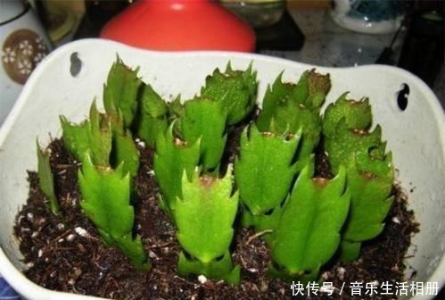 这2种花最好开春扦插,一片叶子长出一盆,今年开花不成问题!