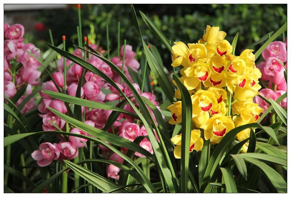 新年摆新花，图个好彩头！临近新春“年宵花”市场走俏