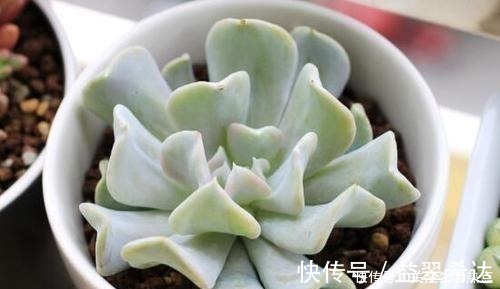 叶片|出现这三个迹象,就说明多肉睡着了,给它个舒适的环境!