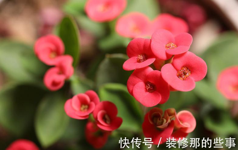 优秀的室内盆栽植物虎刺梅，应该怎么养才能花繁叶茂呢