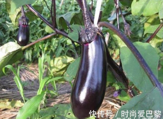 雪梨|肺不好不能吃茄子？5种食物不妨多吃，养肺护肺，肺好百病消！