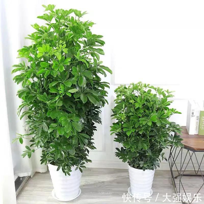 鸭掌木冬天有“五怕”,避开了才能枝繁叶茂,越养越旺