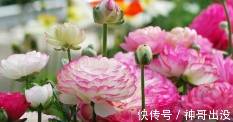 芹叶牡丹芹叶牡丹|几种女神花,婀娜多姿,漂亮高贵优雅,花大色艳真漂亮