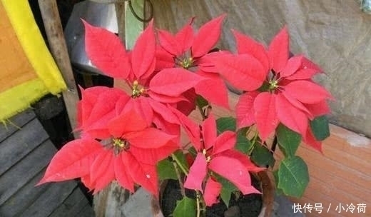 这5种花,不要钱也不能养,全都有毒,养了后悔都来不及