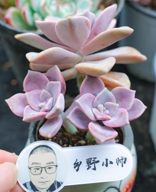 时光荏苒，让多肉成为你的诗和远方