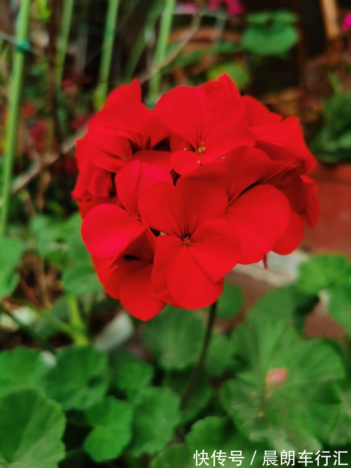 一年四季都开花的植物,养一盆性价比特高,还好养