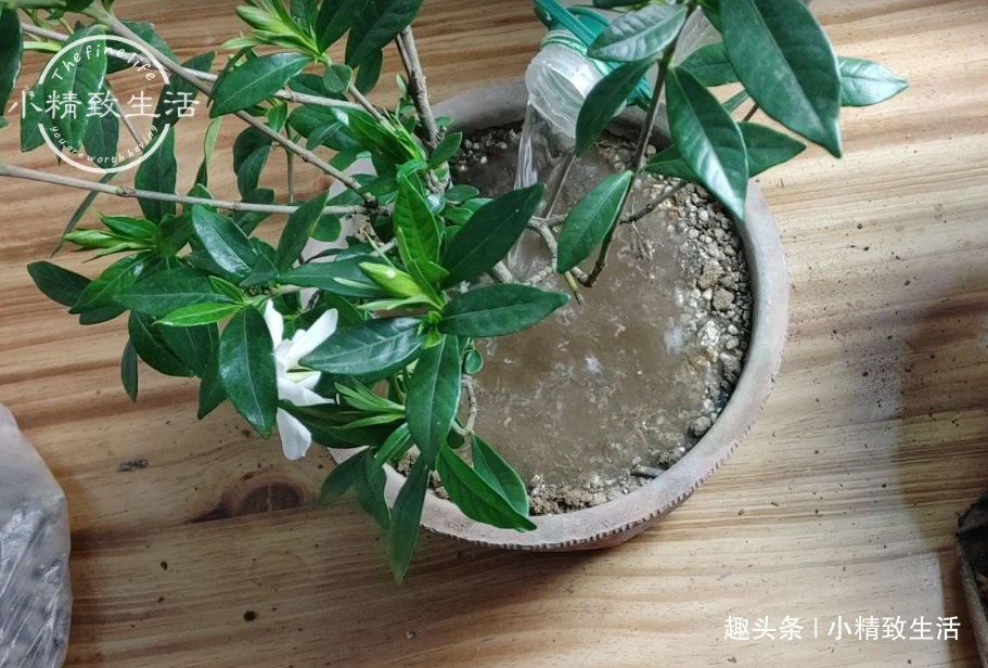 栀子花买回家，上盆分6个步骤，用9张图说明，完整明了