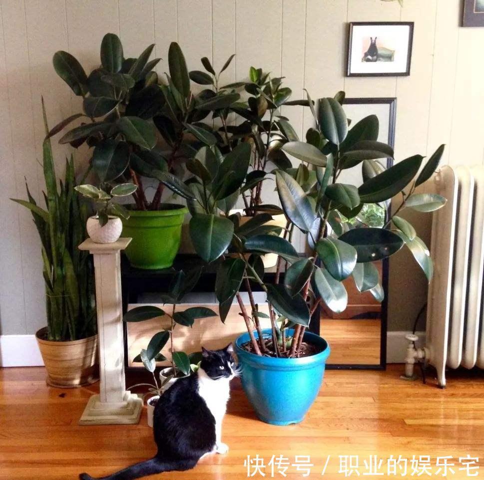 不易“养死”的13种花，独特有格调，好养又漂亮，新手养花首选