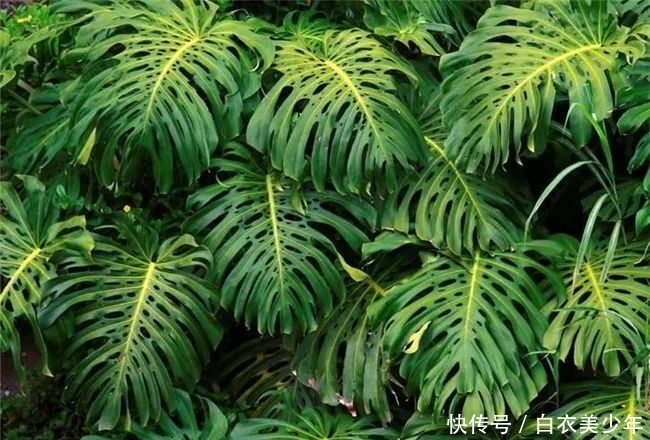 比,花,还,好,看的观叶植物,你知,道几种?