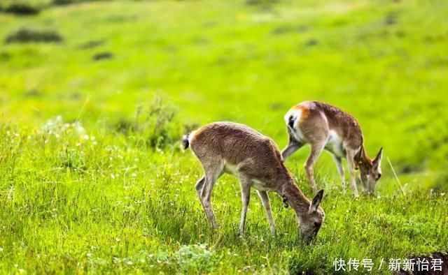 中国|中国的66号公路这条藏在川西的草原天路，每一帧都是流动的大片思鹿旅行