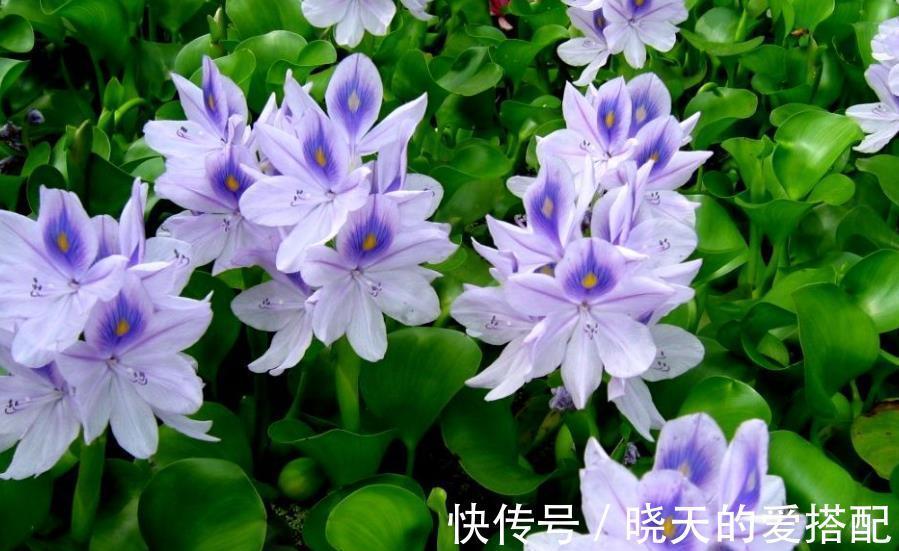 叶片|管不住手就养10种花,颜值高好养护,丢水里呼呼长满盆