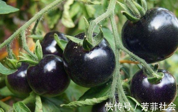 番茄屬|想長壽得會吃，四種食物換著吃，營養豐富，滋補身體，早知早好