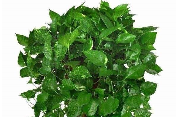 “家家都有的营养液，给花卉滴10滴，叶子油光翠绿开花500朵