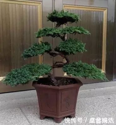 盆栽|老祖宗传下的手艺,用树桩做盆景,极其珍贵,还不来一盆