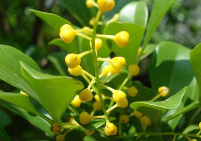 米兰开花少教你3个养护妙招，全年开花，轻松爆盆，花香满屋！