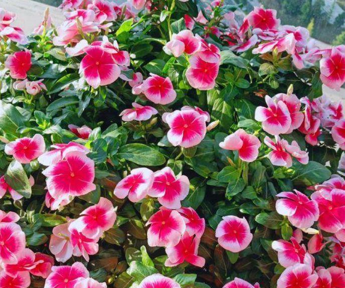 4种花很好养,栽土里就活,美丽鲜花,家里变成“小花园”