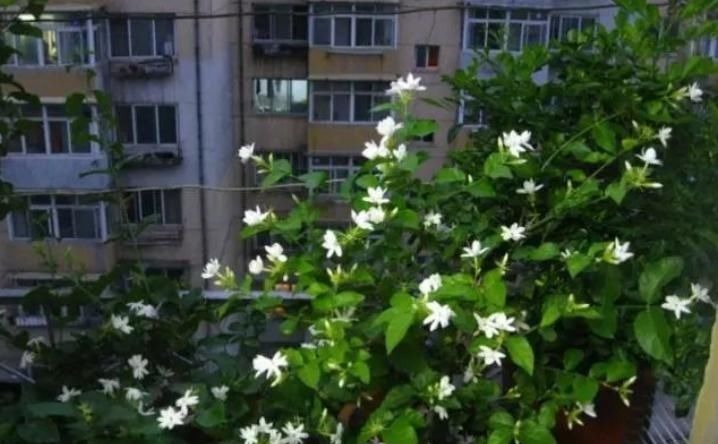 聪明人什么花也不养,却去养这“4种”植物,难怪身体越来越好