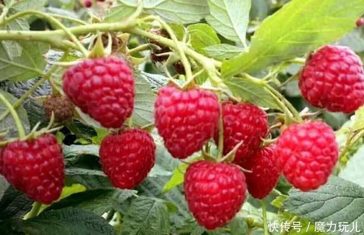 體質|聰明人愛吃3種食物，營養豐富，改善體質，試試看