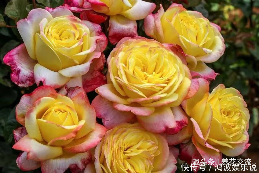 白粉病|每年剪几次,喷点药,月季可保持经常开花,不怕黄叶和感染病虫害