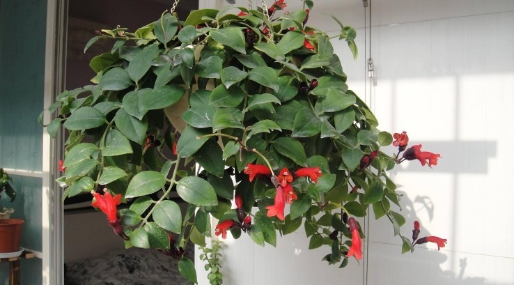 开花期|入坑看看别人是怎么用多菌灵、磷酸二氢钾、阿司匹林养花吧!