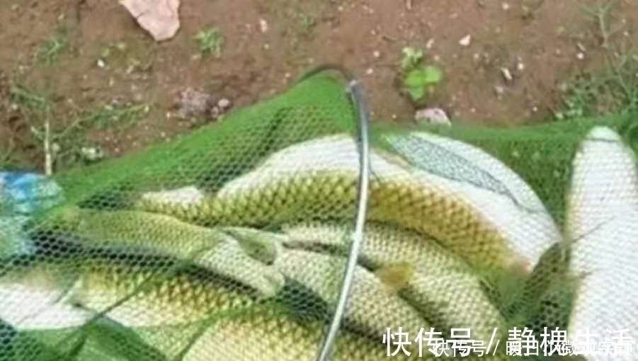 三十年了，这天然饵着实令人佩服，草鱼鲤鱼一见就咬钩，特别过瘾