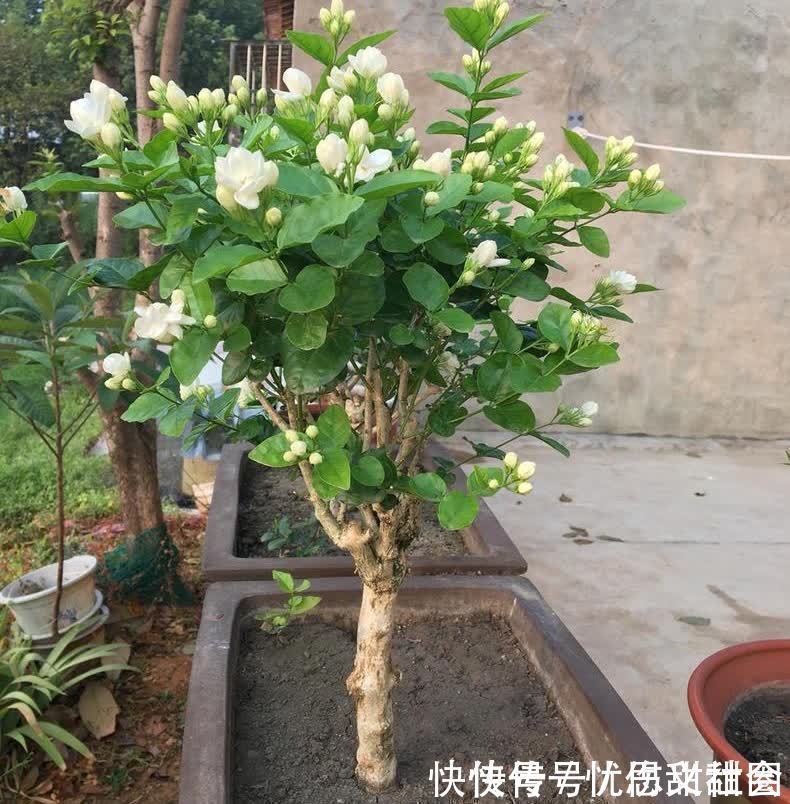 花苞|养茉莉花有“3点”很重要，株型更美，开花更多，又香又好看