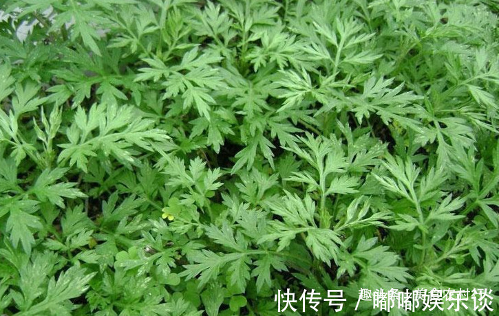 农村|农村野外这种野草,治疗“腰间盘突出”很有效,如今一斤50元