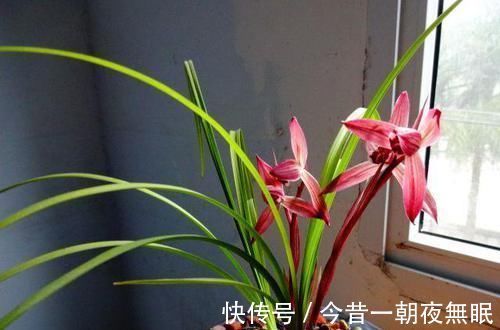 曾争相抢购的兰花,现白菜价,花色鲜红,落地就生根,是兰花铭品
