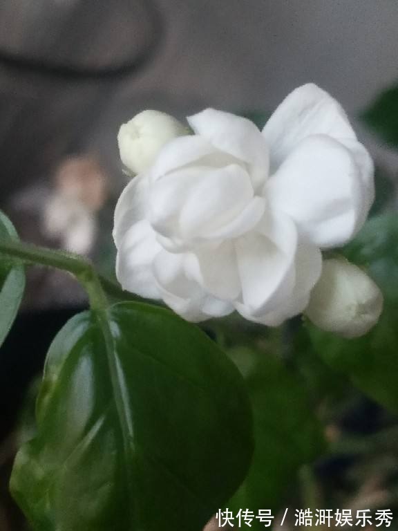 “3种花”有争议,有人说它不吉利,有人说它好寓意,你觉得呢?