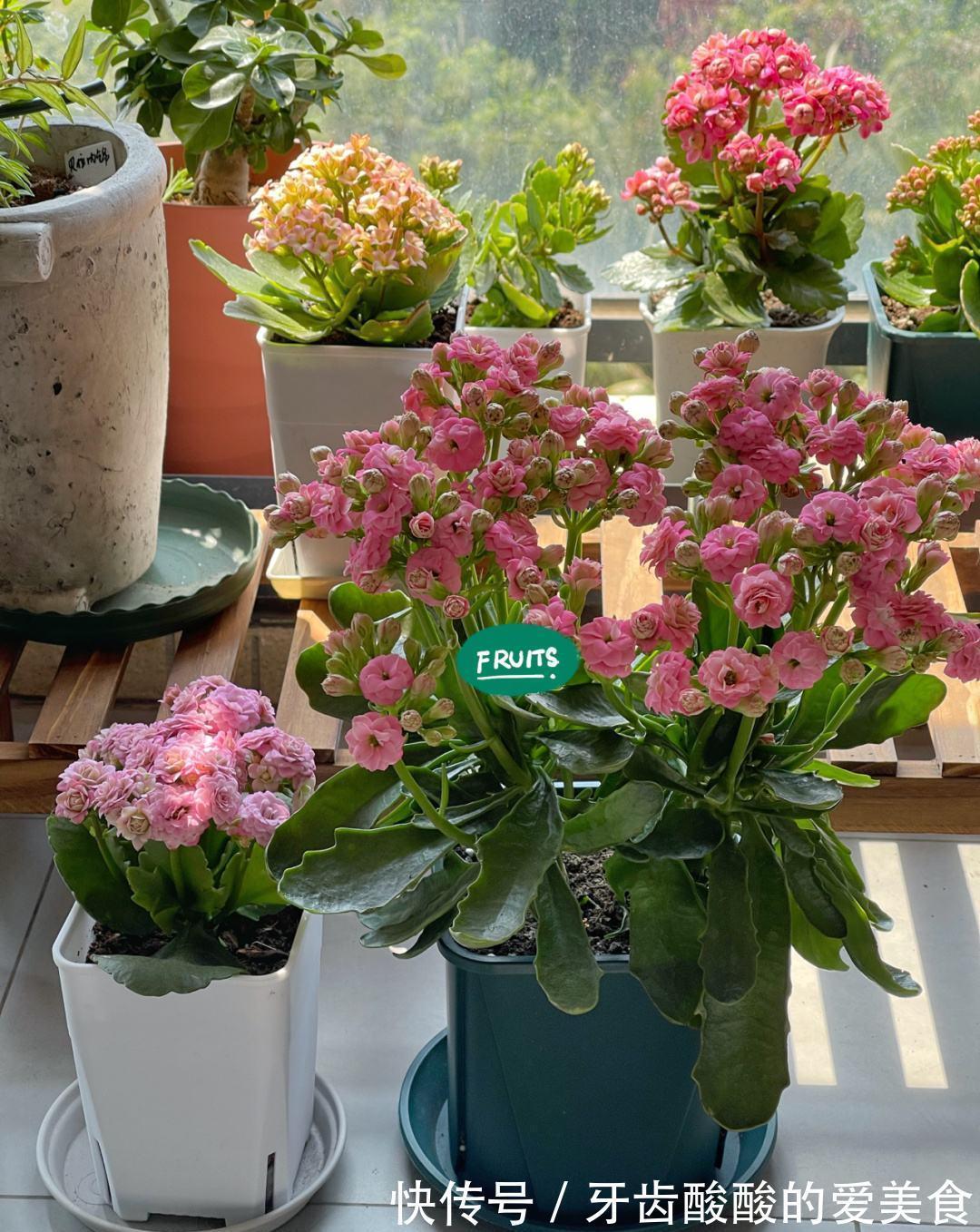 10大健康花,建议养一盆,不但能吸废气制氧气,还好养贵气