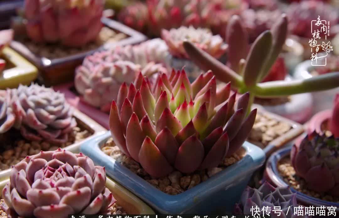 最温暖不过人间烟火,来自逆挂区的多肉!