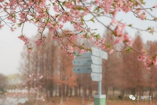 梅花、樱花、玉兰、二月兰……松江早春赏花图鉴来了