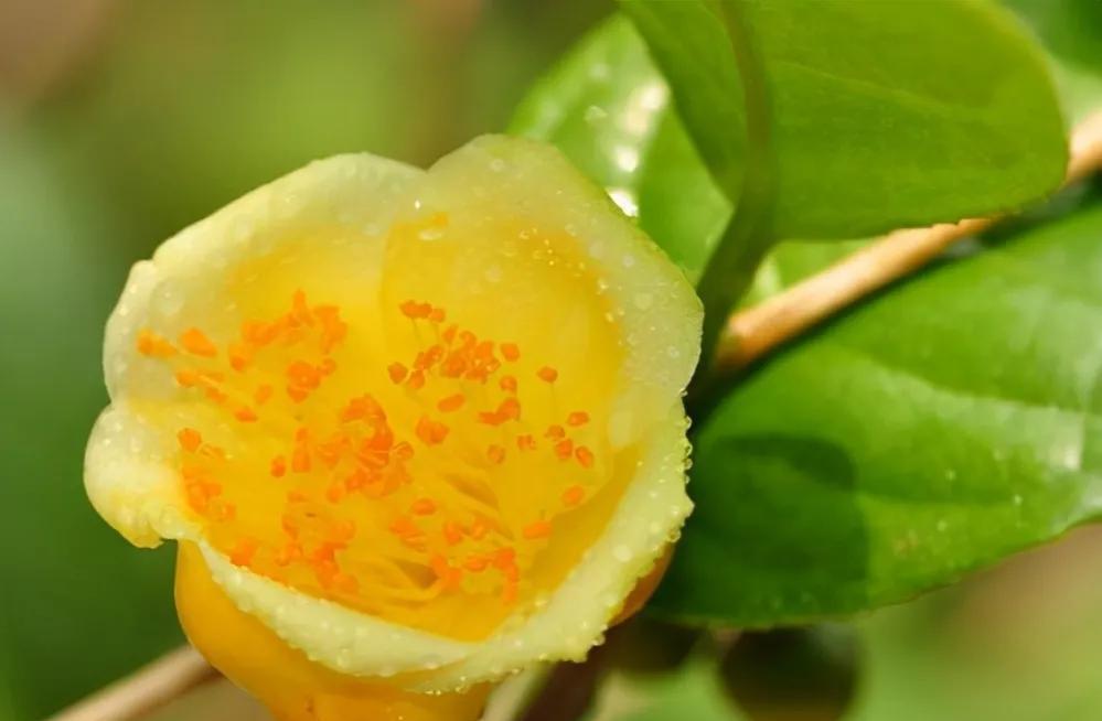 此茶花被誉为植物熊猫,花瓣金黄,营养丰富,有钱也难买