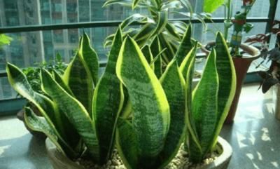  臭味|10月养花，浇氮肥水花卉不黄叶，无臭味、肥效好，比黄豆水好