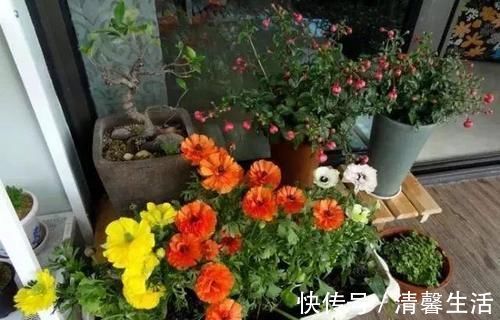 都知道啤酒养花好,然而,没掌握住“浓度配比”却会出大事