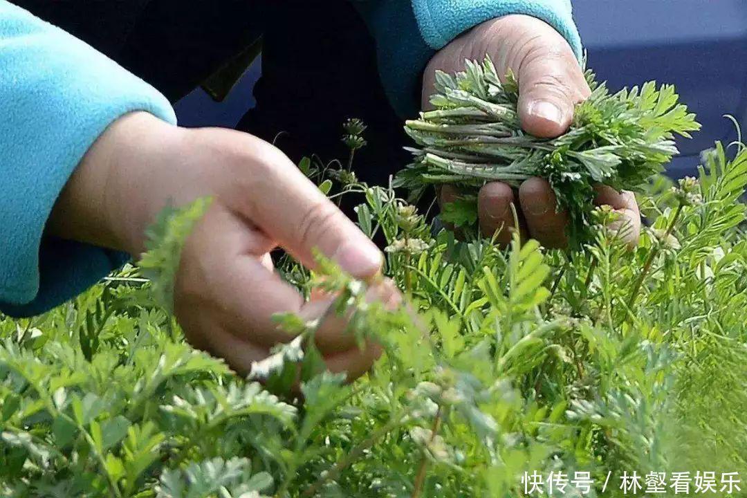 毛妮菜|春天4对“双胞胎”野菜,很多人傻傻的分不清楚,你认识几种