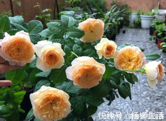 此花貌美,仙气十足,一年开300多天,花量大又好闻,是月季名花