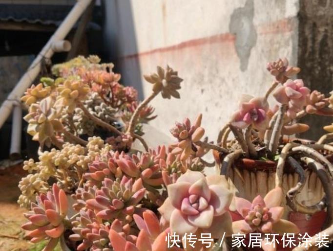 长势|养多肉学会浇水事半功倍，5种水倒掉也别用，不然土壤板结有虫害